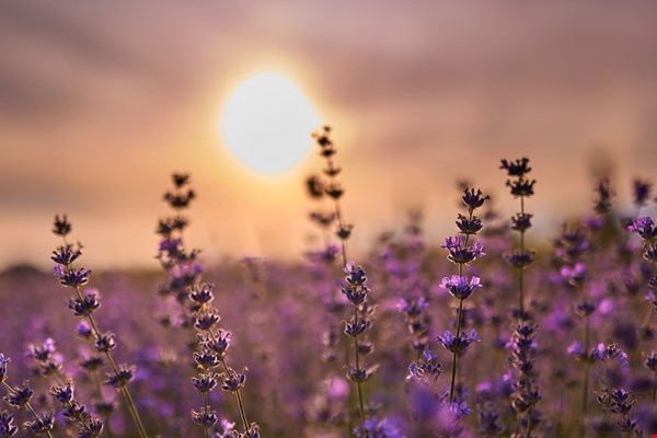 Tuintrends: lavendel en laurier zijn terug van nooit weggeweest